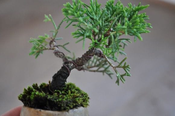 田中みな実アナも大好きな盆栽 真柏の盆栽を販売｜入門は盆栽妙 – 盆栽
