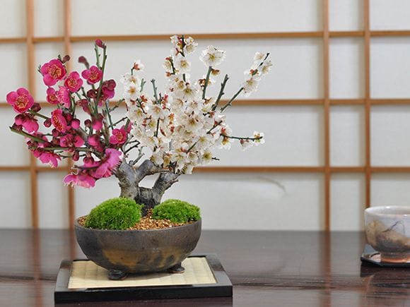 紅白梅の盆栽を販売｜ 盆栽妙 – 盆栽妙 本店