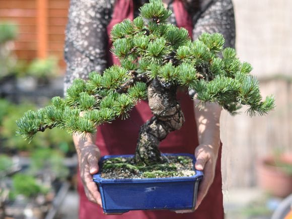 存在感に圧倒される大きめの極上五葉松の盆栽を販売｜入門は盆栽妙