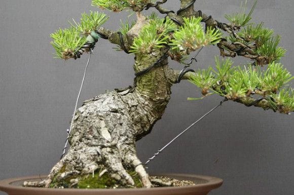 黒松 中品盆栽 樹齢35年の一点物盆栽を販売｜盆栽妙 – 盆栽妙 本店