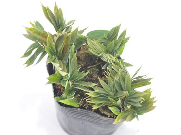 オロシマ笹 山野草｜盆栽妙 – 盆栽妙 本店