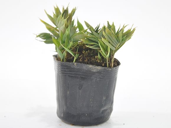 オロシマ笹 山野草｜盆栽妙 – 盆栽妙 本店