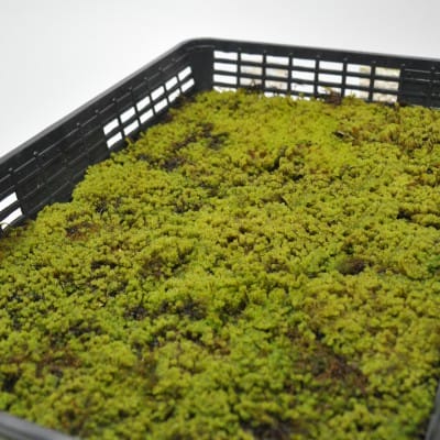 砂苔(スナゴケ)大トレー(5枚セット)を販売｜盆栽妙 – 盆栽妙 本店