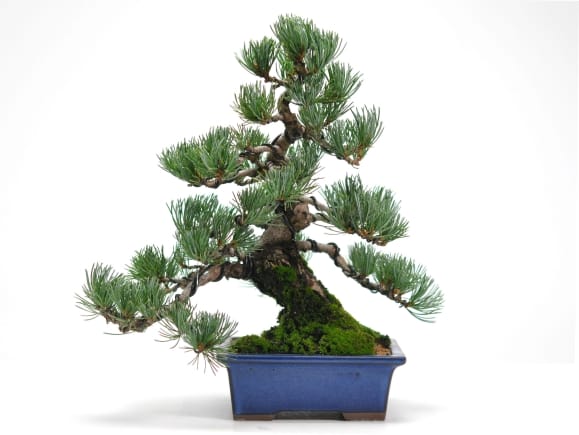 至高の小品 五葉松の盆栽を販売｜盆栽妙 – 盆栽妙 本店