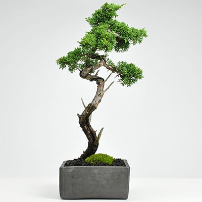 松盆栽 松柏類のミニ盆栽販売｜盆栽妙 – 盆栽妙 本店