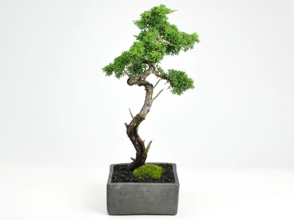 3206_1.jpg?v=1700710195&width=1946