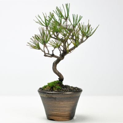 錦松（ニシキマツ）盆栽の販売｜盆栽妙 – 盆栽妙 本店