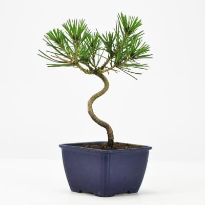 盆栽素材 黒松 曲げありを販売｜盆栽妙 – 盆栽妙 本店
