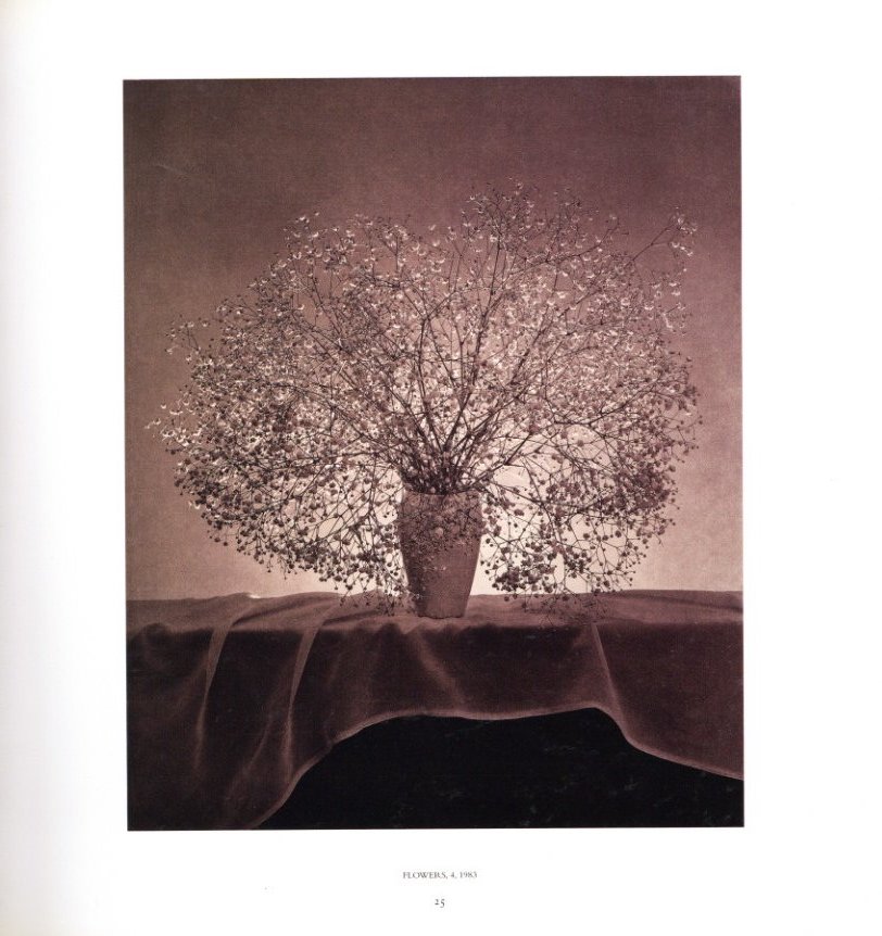 PISTILS / Robert Mapplethorpe | 小宮山書店 KOMIYAMA TOKYO | 神保町