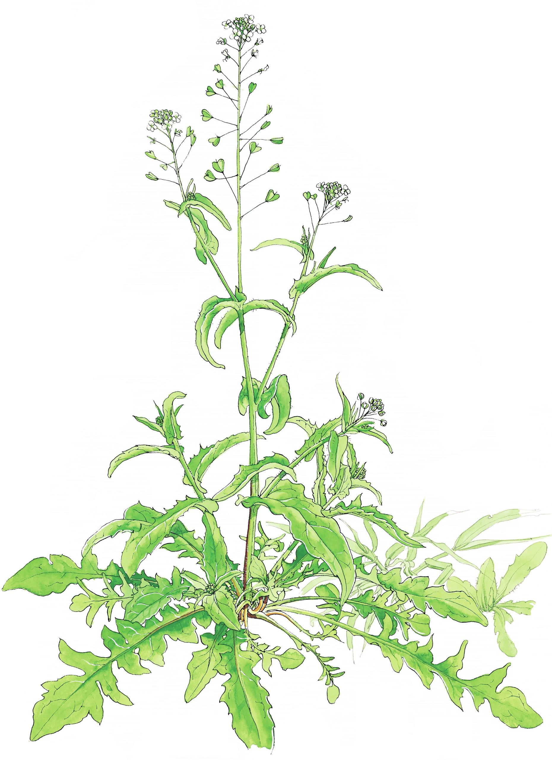 別名ぺんぺんぐさ！自分流の楽しい野草遊びができる「ナズナ」の奥深き