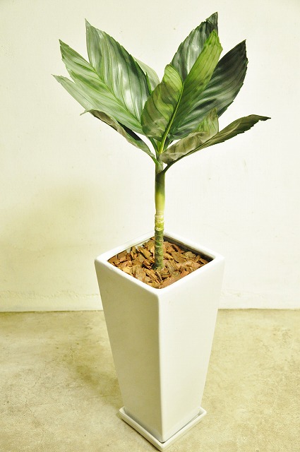 チャメドレア・テネラ(テネラヤシ)