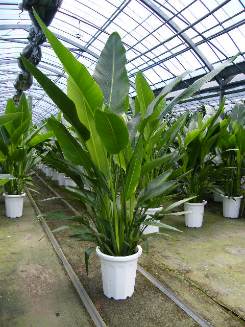 タビビトノキ(旅人の木)