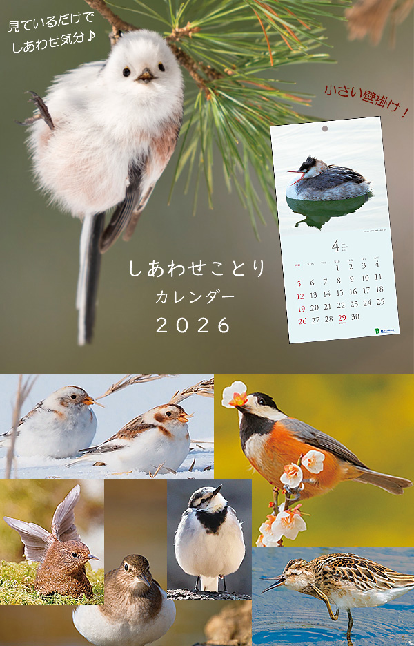 日本野鳥の会 バードショップオンライン Wild Bird カレンダー