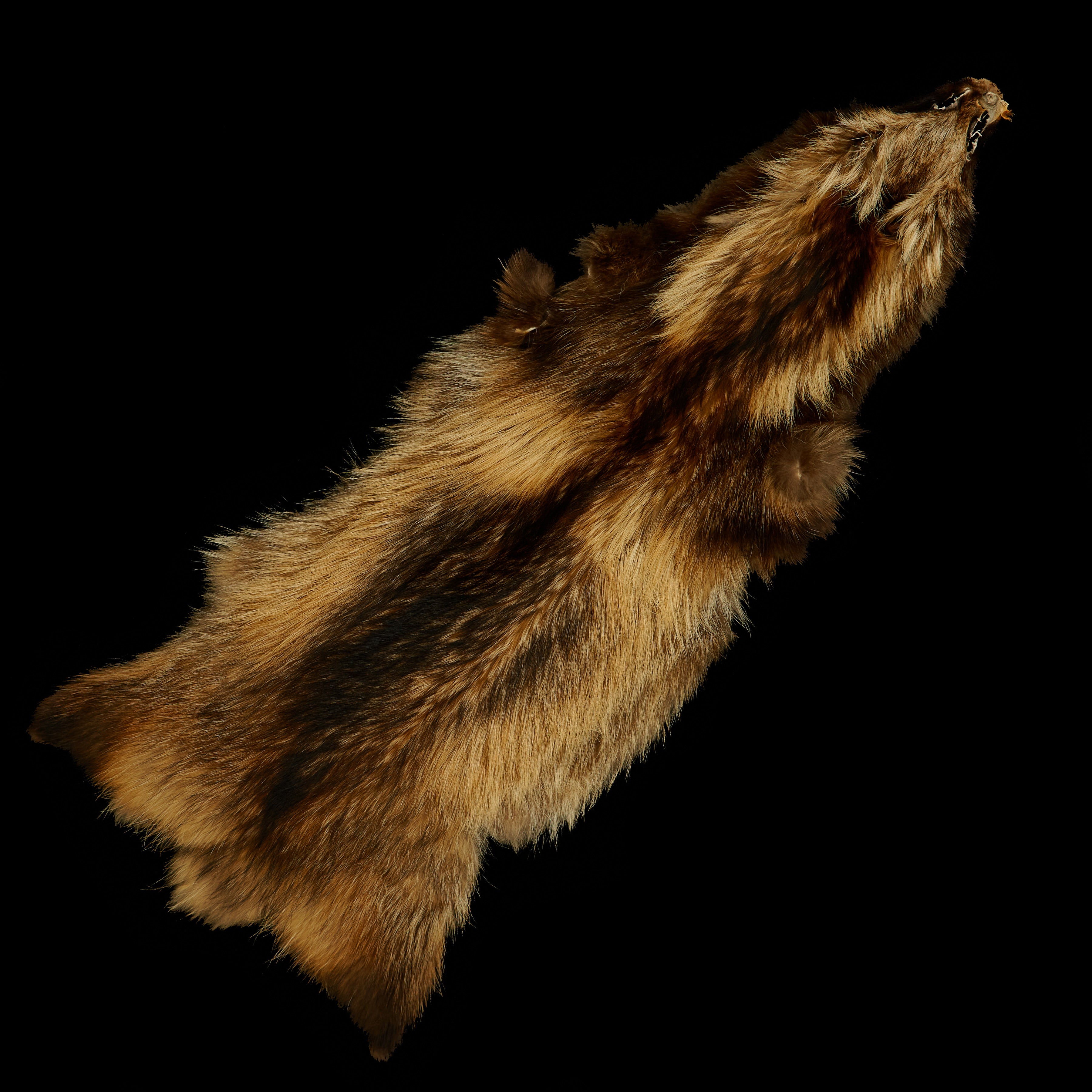 Finn Raccoon – Brador Fabrics