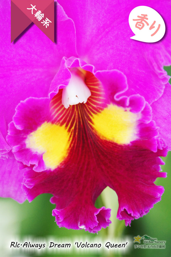 中心のイエローアイが魅力的な濃紫紅色大輪カトレア】Rlc.Always Dream