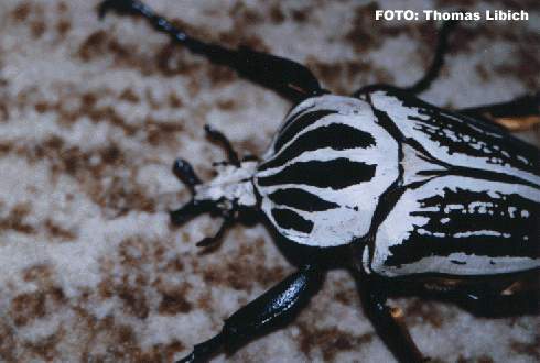 Goliathus orientalis - シラフオオツノハナムグリ