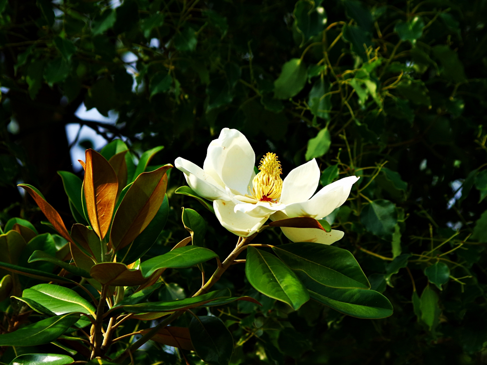 ガーデン設計室GABA｜姫路市｜加古川｜神戸｜おすすめ！おしゃれな