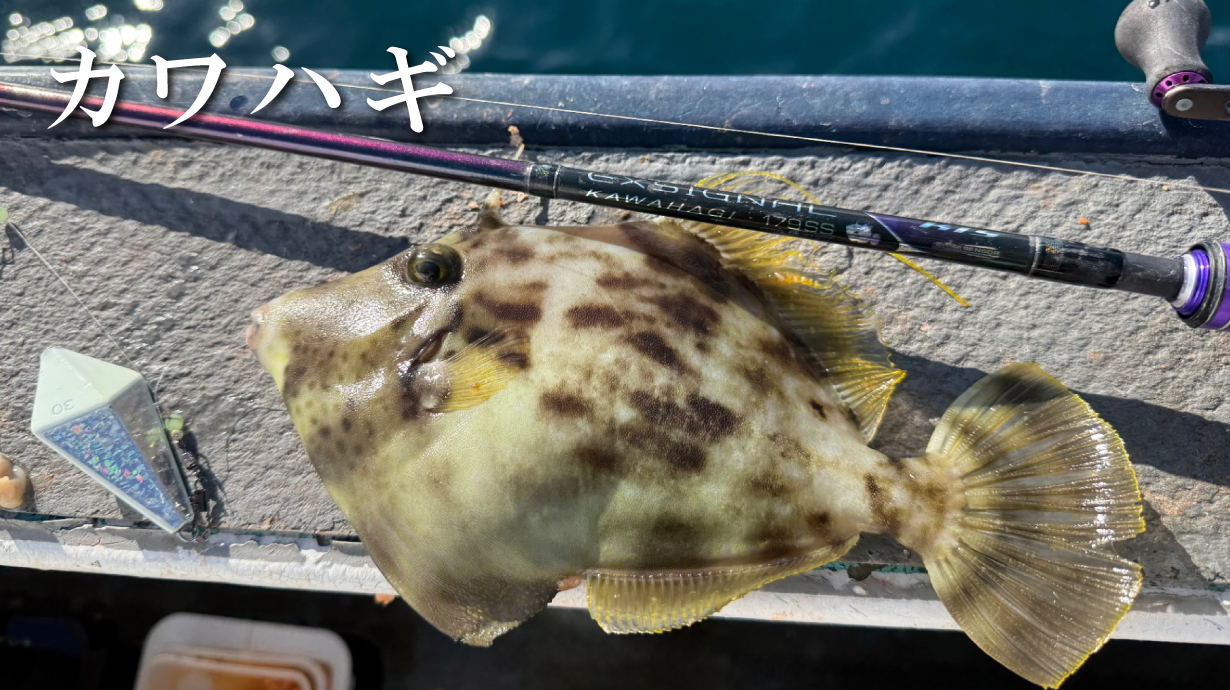 LUXXE EGTR X S510ML-solidで実釣したら釣果倍増‼︎(大分県佐伯湾