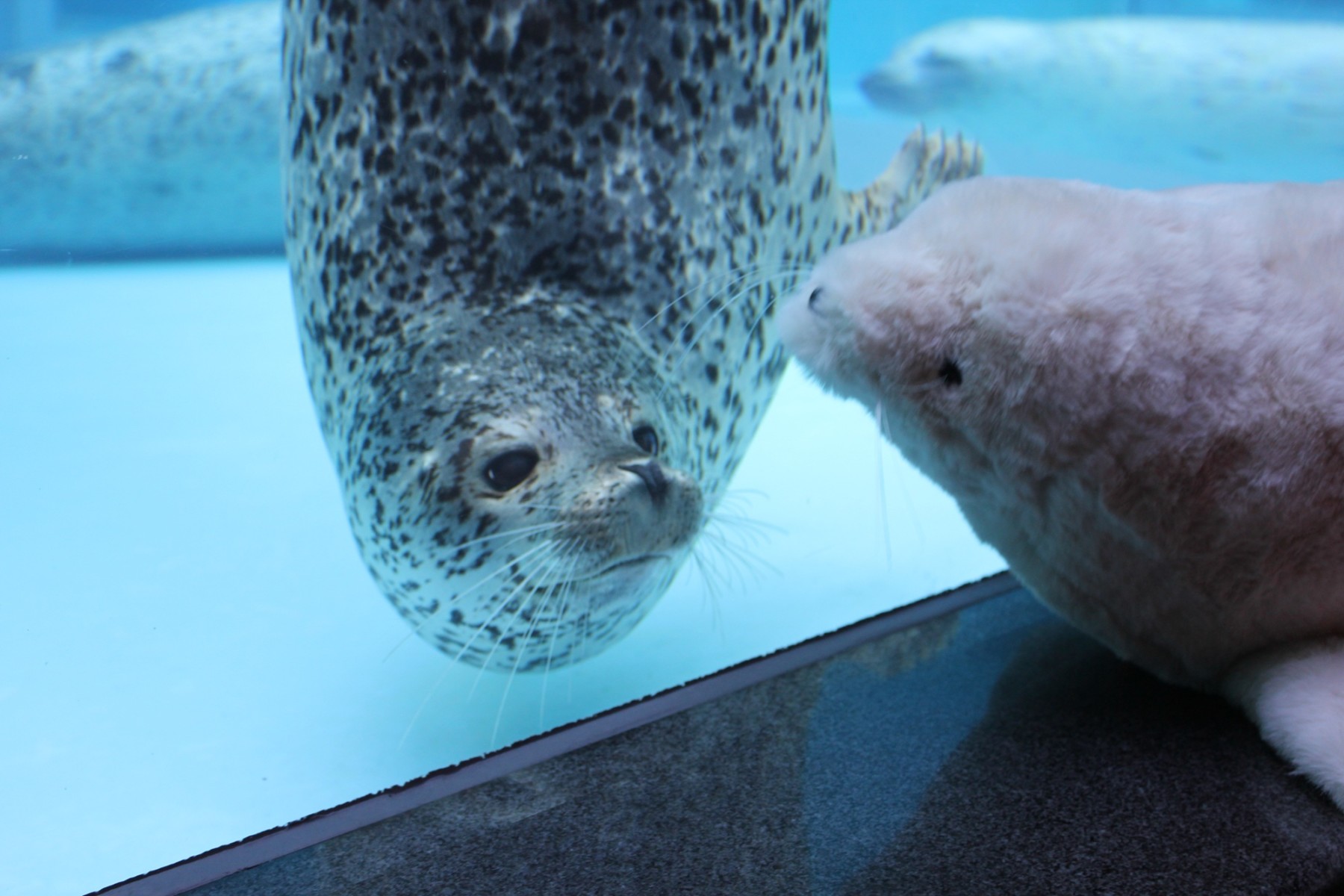 飼育員監修グッズ第8弾（等身大アザラシぬいぐるみ） – 男鹿水族館GAO