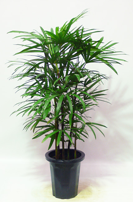 シュロチク8号鉢 観葉植物