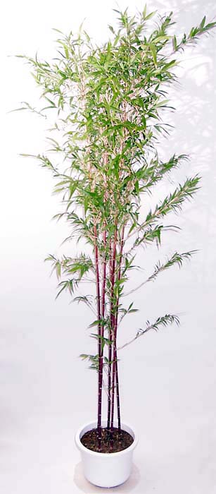 紅寒竹（朱竹） 別名チゴカンチク、朱竹紅寒竹、ベニカンチク