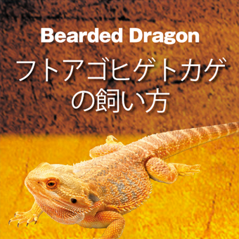 爬虫類情報 | 爬虫類用品・エキゾテラのジェックス