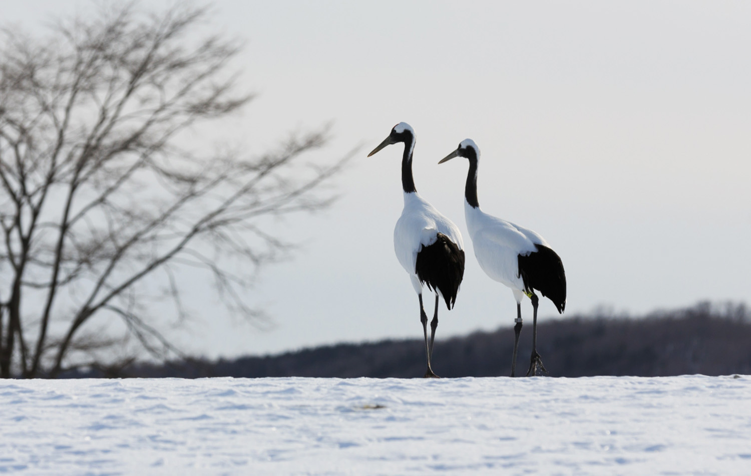 縁起物ネクタイ特集｜日本の吉祥文様と縁起の良い柄｜銀座田屋 | 銀座田屋
