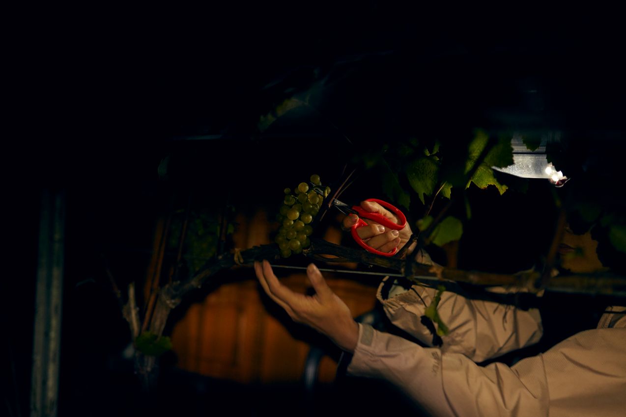 Grace Blanc de Blancs LATE DISGORGED - GRACE WINE