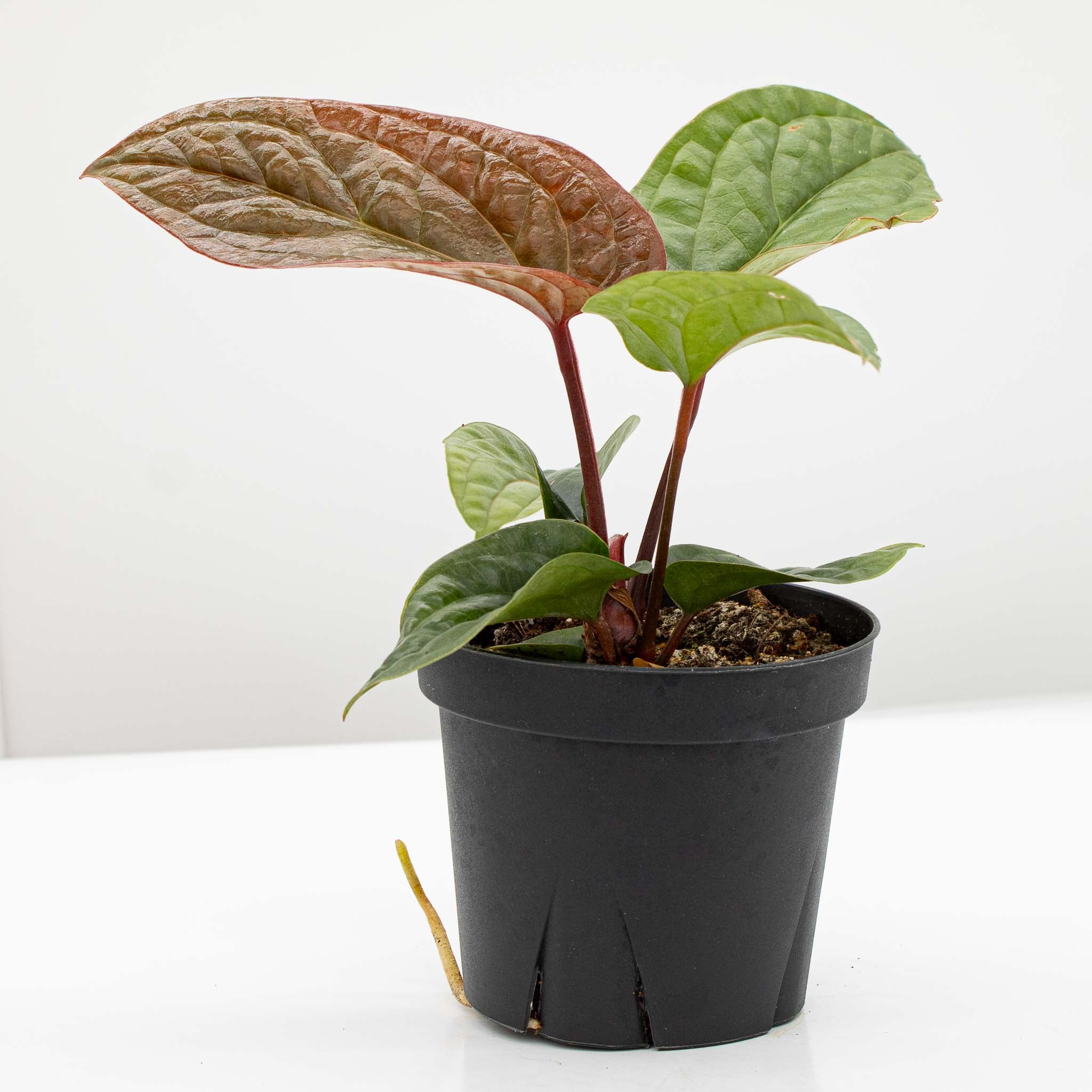 Anthurium Luxurians – The Groovy Plants Ranch LLC