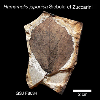 植物化石標本-50音順から探す-/ま行| 地質標本鑑賞会