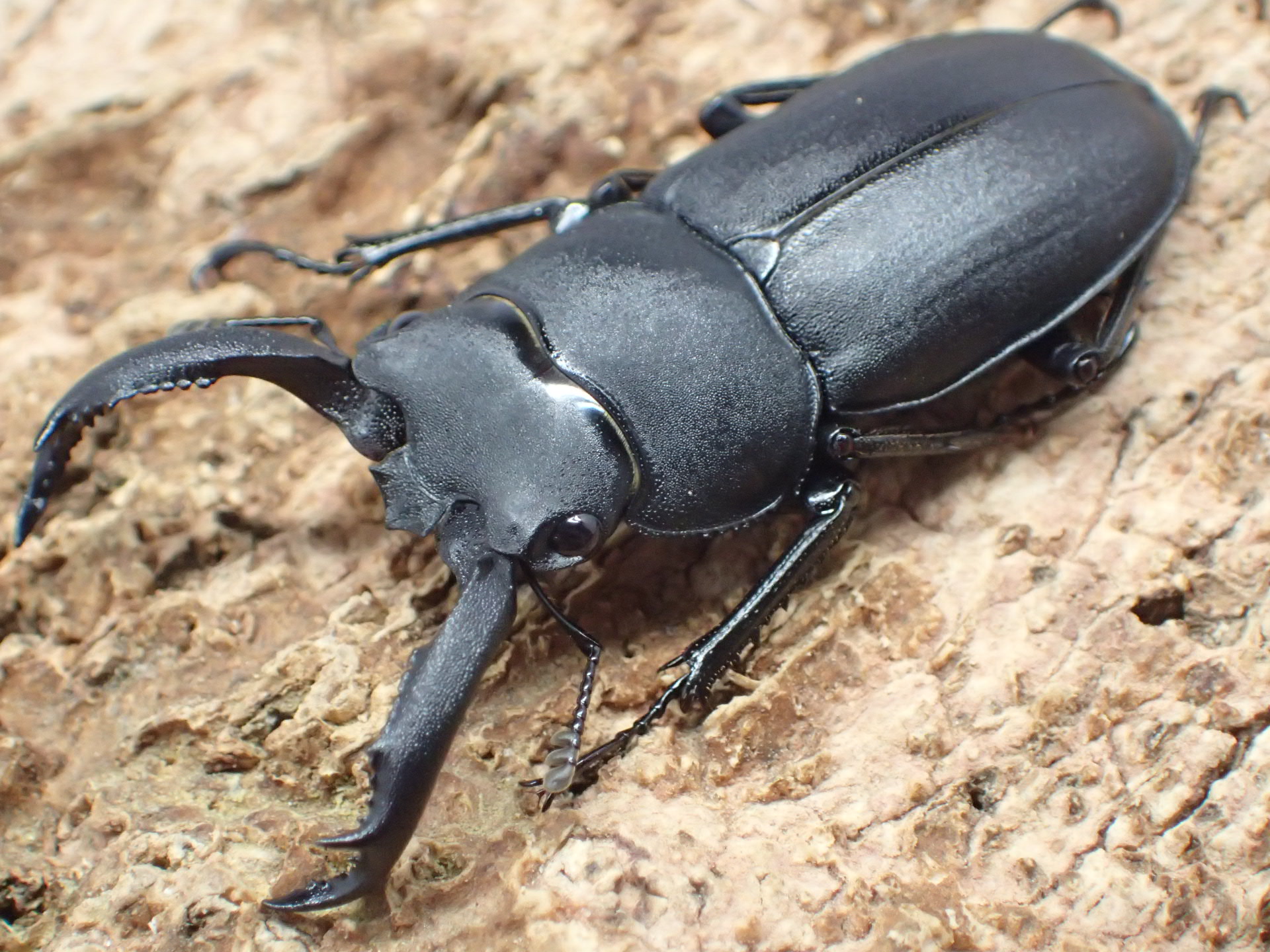 むしやどんぐり / アマミシカクワガタ