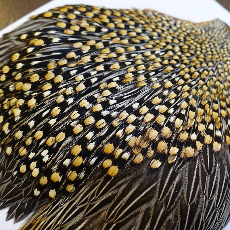 ジャングルコック AAA-2