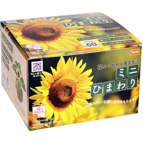 超簡単！栽培セット ミニひまわり DCM 花種 ミニひまわり