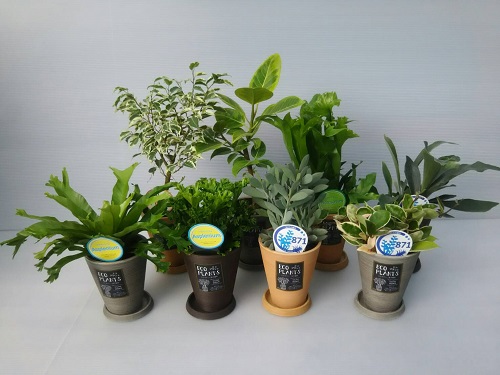 ECOPLANTS Aセット 4号鉢 タクト アレンジ鉢 | ホームセンター通販は