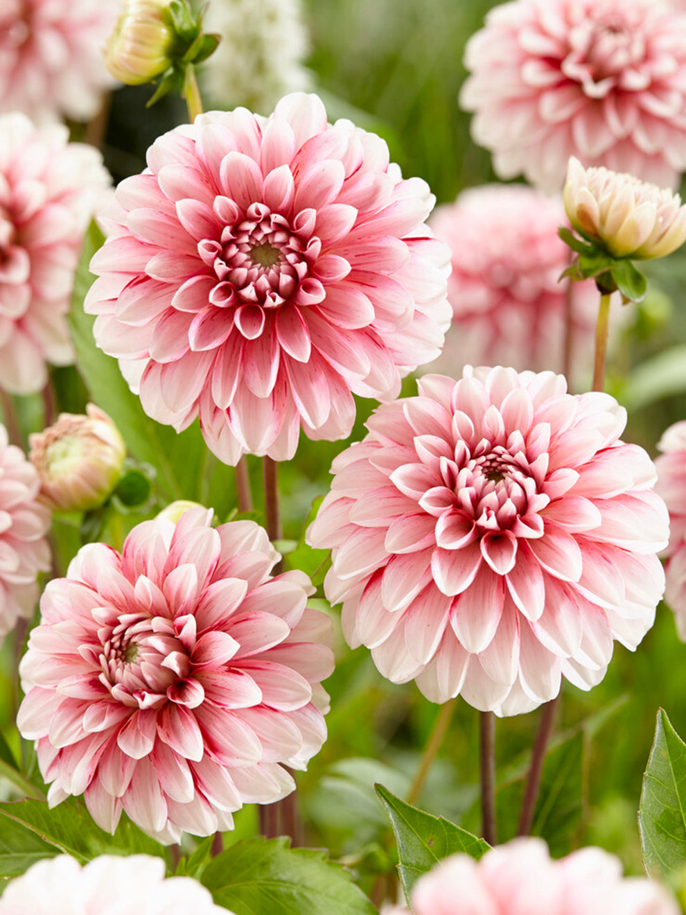 Dahlia Strawberry Cream | Dahlia Tubers | DutchGrown™