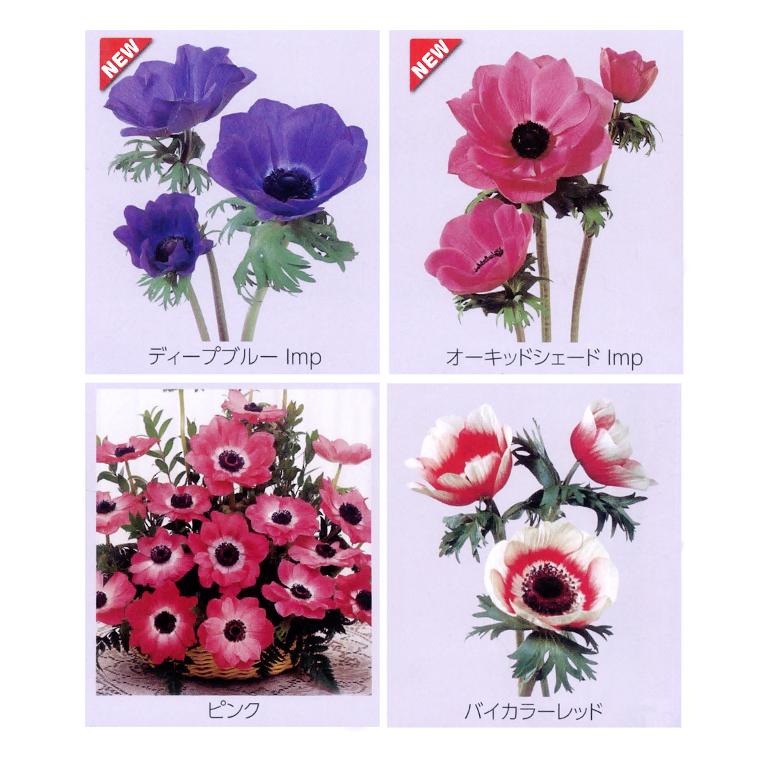 F1モナリザ シリーズ[アネモネ] - e-種や｜国内最大級の野菜種・花種