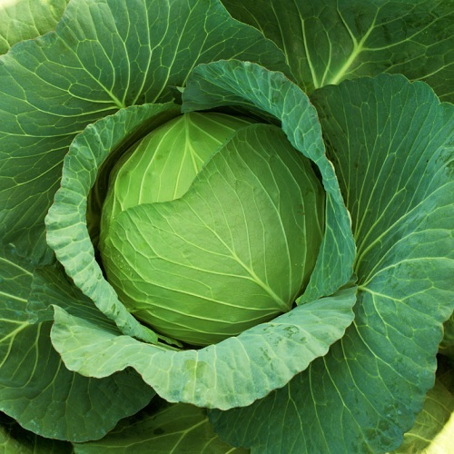 YR夏晴[キャベツ] - e-種や｜国内最大級の野菜種・花種・苗・農業資材