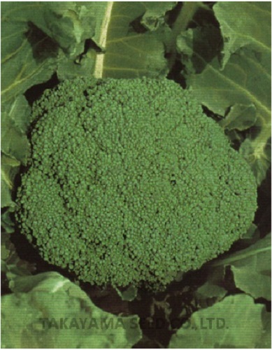 ネオグリーン[ブロッコリー] - e-種や｜国内最大級の野菜種・花種・苗