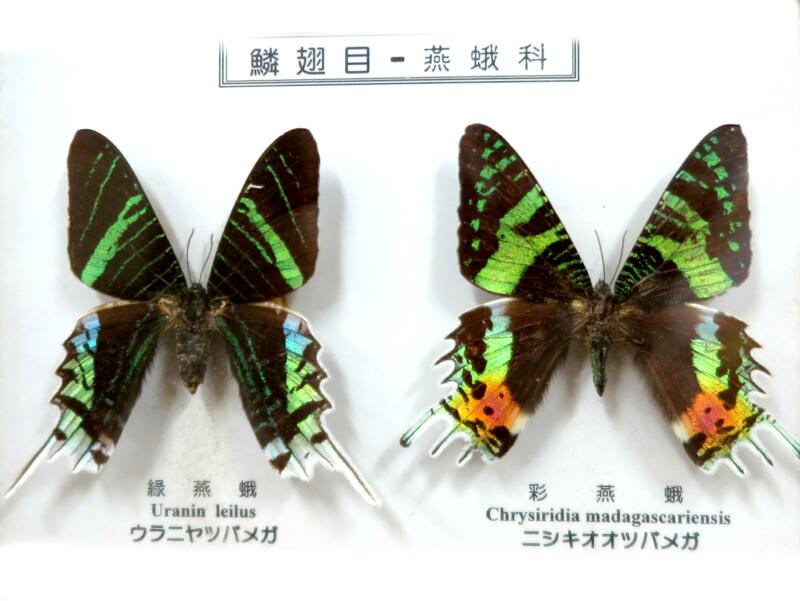 世界の珍蝶・希少蝶（つやま自然のふしぎ館） - 津山瓦版