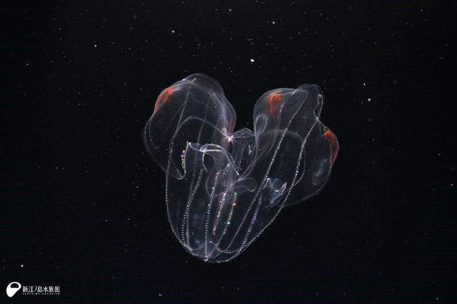 あの赤いの | えのすいトリーター日誌 | 新江ノ島水族館