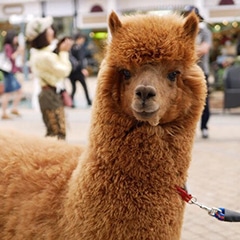 アドベンチャーワールド公式ファッション小物・コスメ＆ビューティー