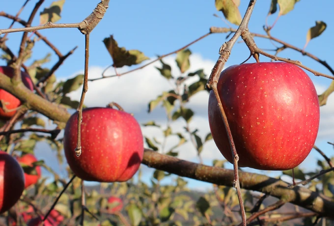 岩手県盛岡市の有機栽培りんご｜熊谷果樹園