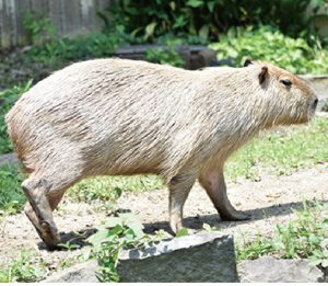 金沢動物園だより】カピバラ｜地球にやさしい子ども達を育む環境教育