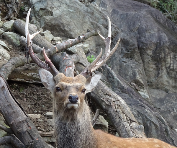 日立市かみね動物園だより】体格が異なる「ニホンジカ」｜地球に