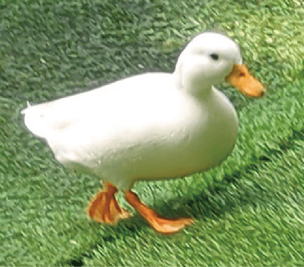 円山動物園だより】世界最小のアヒル「コールダック」｜地球にやさしい