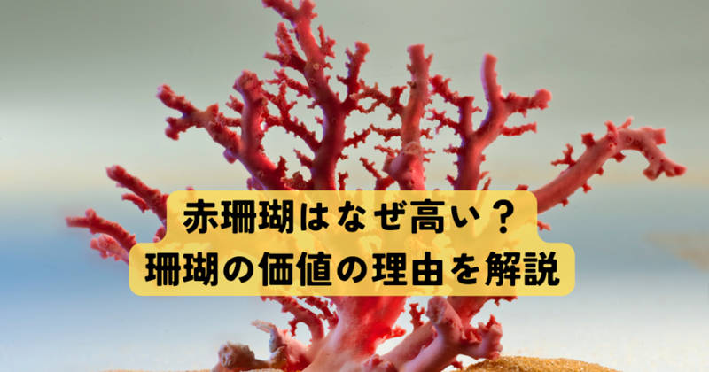 赤珊瑚はなぜ高い？珊瑚の価値の理由を解説します｜愛知名古屋の骨董品