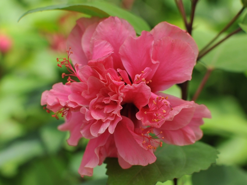 電子カタログ プレミアムハイビスカスセット 3号 24入り | エクゾ