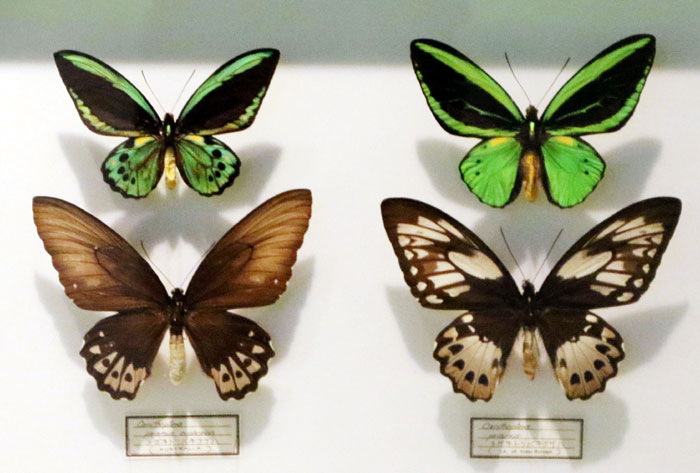 昆虫シリーズ73 世界の昆虫② 世界のチョウその2 | あきた森づくり活動