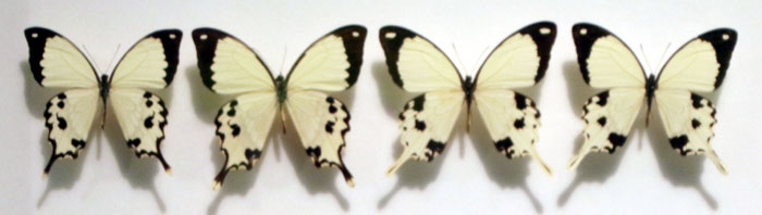 昆虫シリーズ73 世界の昆虫② 世界のチョウその2 | あきた森づくり活動