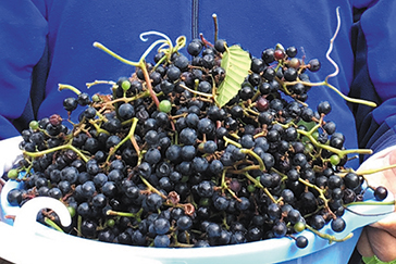 vol.36】ヤマブドウをいただきま～す | Fielder